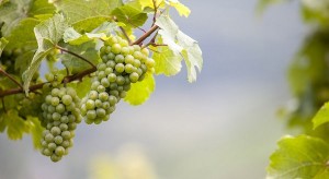 Riesling Grapes