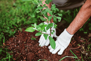 garden-trees
