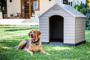 plastic dog house