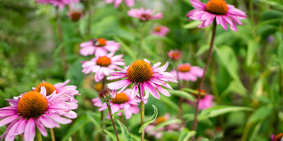 echinacea tablets