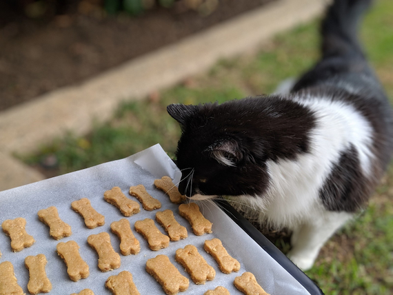 cat eating its treats