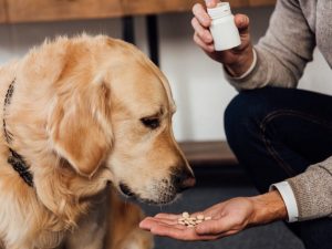dog and tablets