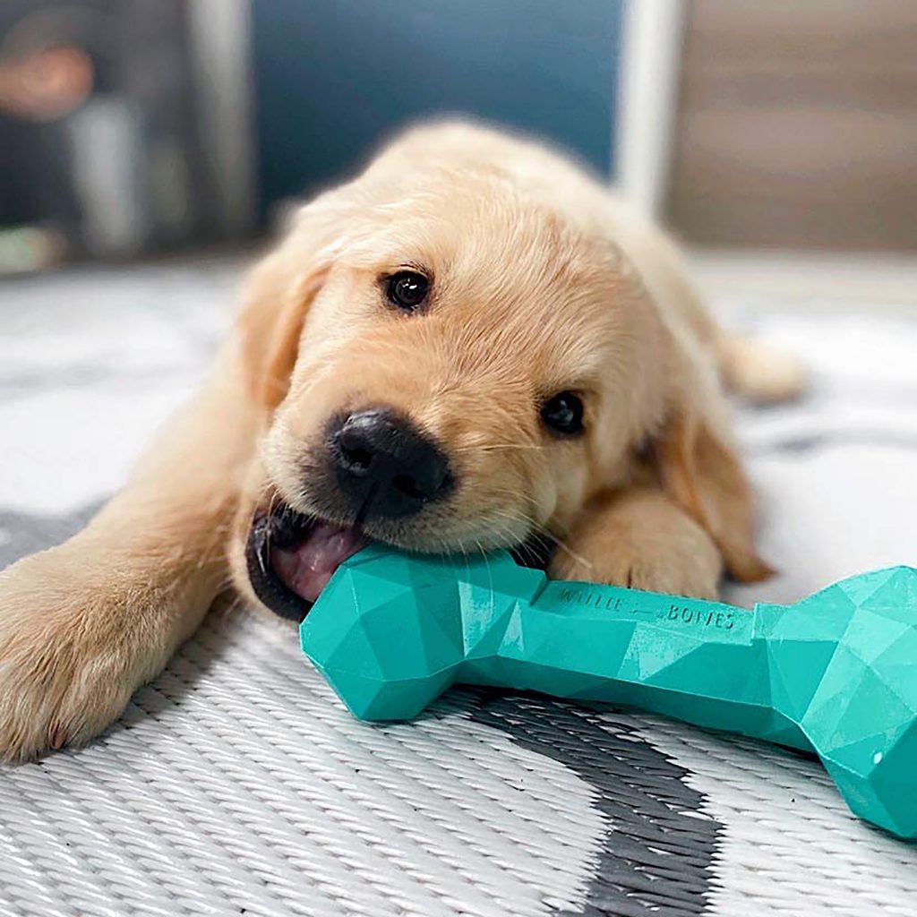 dog playing with a chewing toy