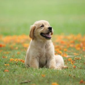 happy puppy in nature