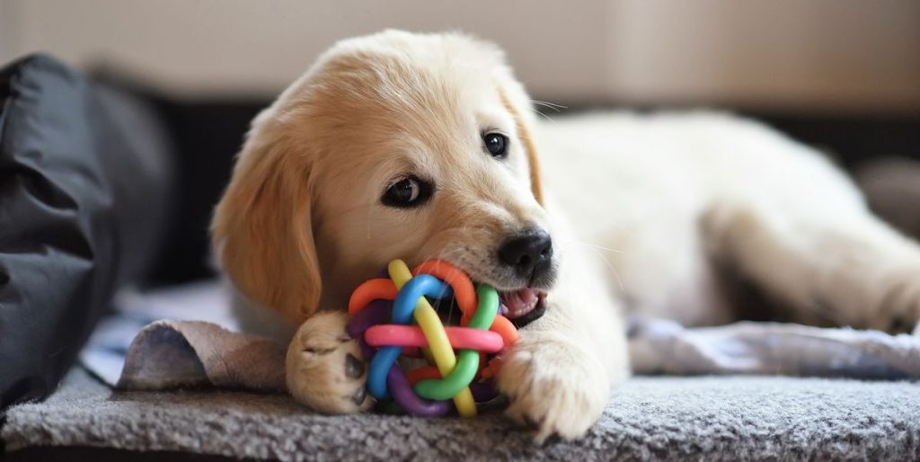 puppy plaing with a colorful chew toy