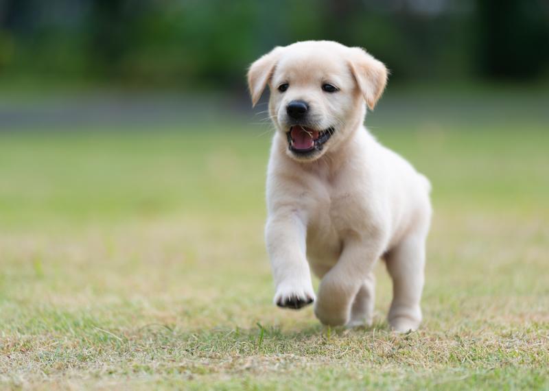 white puppy running happy