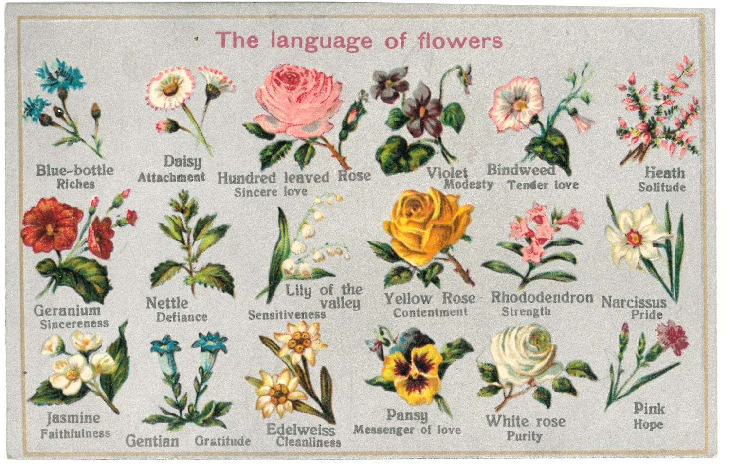 Choosing the Right Gift: The Language and Symbolism of Different Flowers
