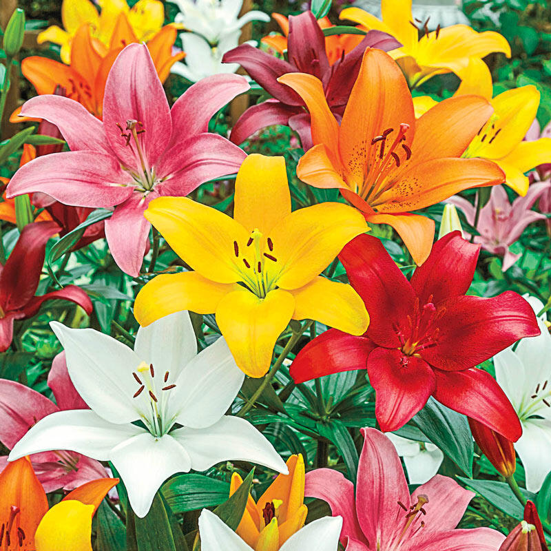 Asiatic Lily Mixture
