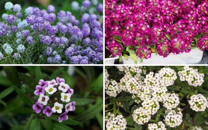 for different picture and colors of Alyssum flower
