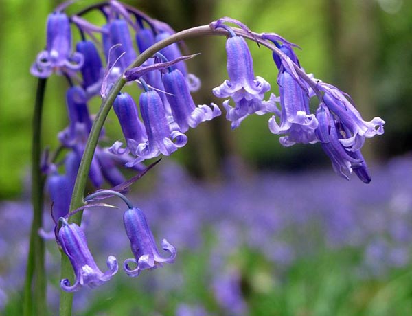 bluebells in nature