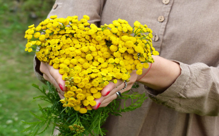 tansy bouquet in form of heart in woman's hand