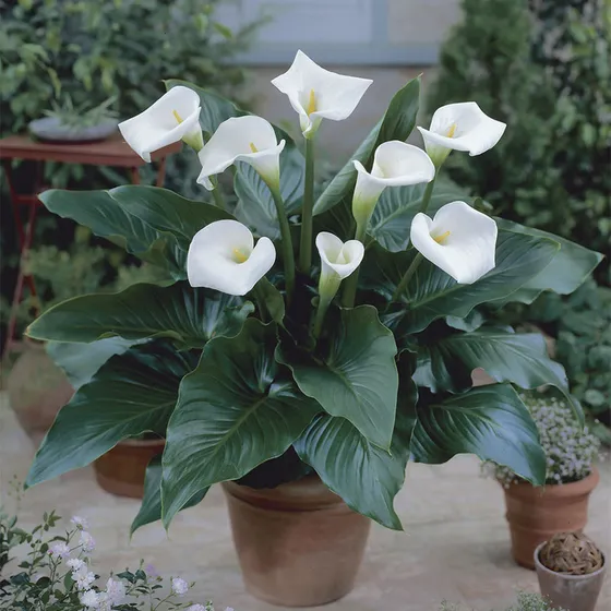 white Calla Lily in flower pot
