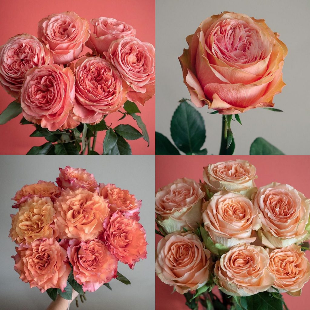 for different photos of coral roses bouquet