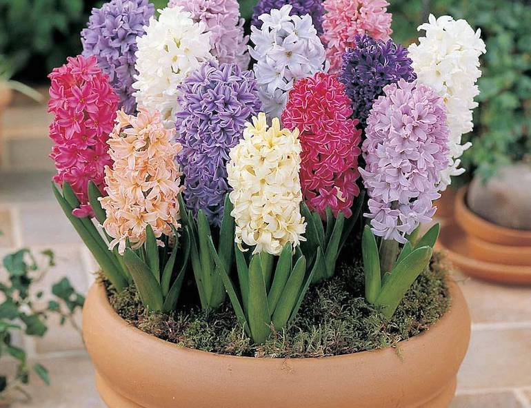 bunch of different color of Hyacinth in flower pot