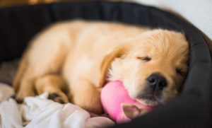 dog-sleeping-in-his-bed