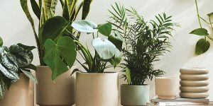 house plant as a housewarming gift