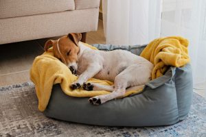 sleeping dog