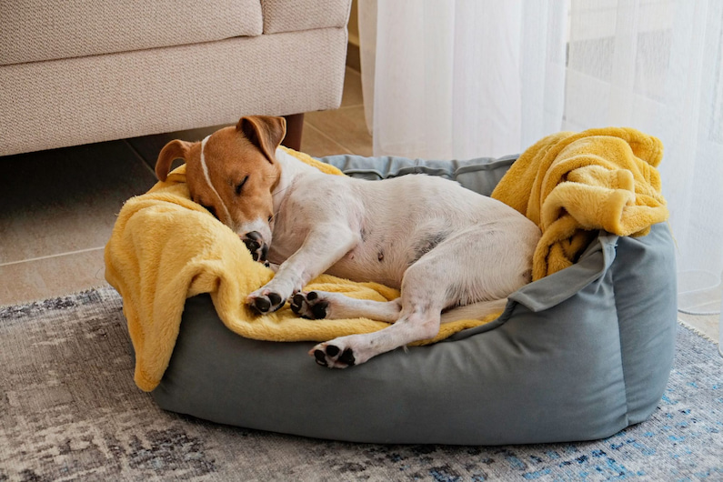 How to Choose the Right Bed for Your Dog