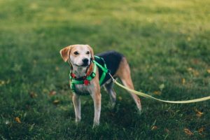 dog harness