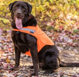 dog wearing a dog vest