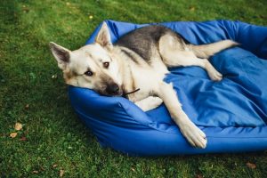dog laying in the blue outdoor dog bed in the garden