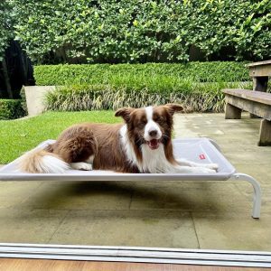 dog laying in the outside dog bed in the garden