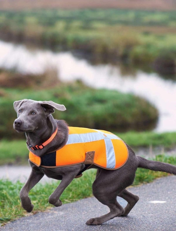 dog wearing a reflective dog vest