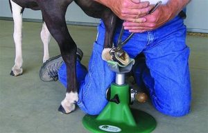 person working on a little horse that has his leg on a hoof stand