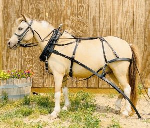 horse harness