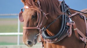 horse with horse harness