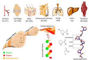 collagen