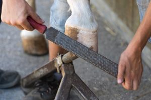 rasp for horses