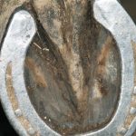 horseshoe-guide