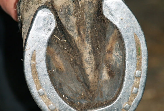 horseshoe-guide