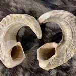 Ram horns