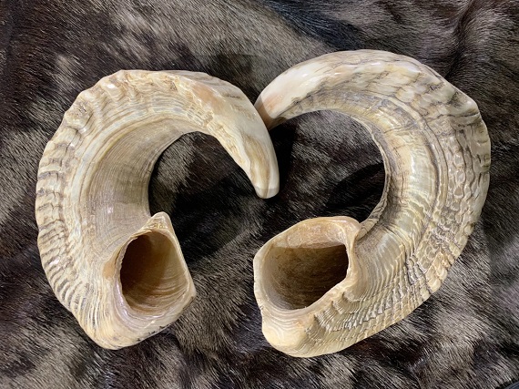 Ram horns