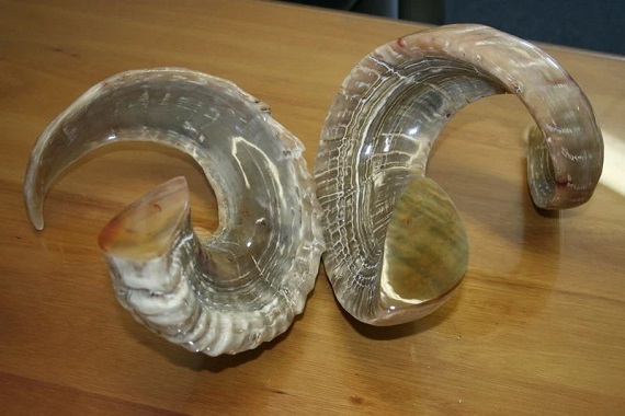 Ram horns